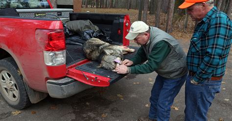 First wolf killed in controversial Mich. hunt
