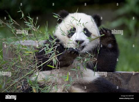 Giant Panda Baby Feeding On Bamboo Wolong China Stock Photo Alamy