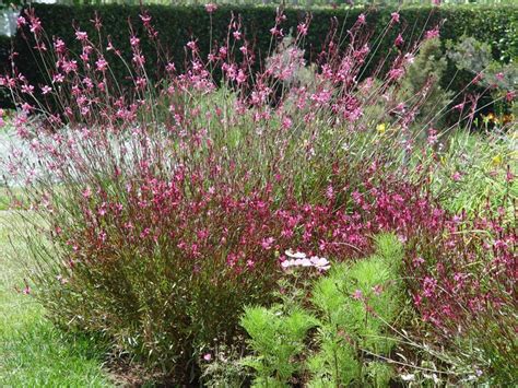 Japanese anemone, achillea, osteospernum, salvia, lavender and cosmos in concrete. Pin by Anjelica McCorkle on Eső-kertek | Gaura plant ...