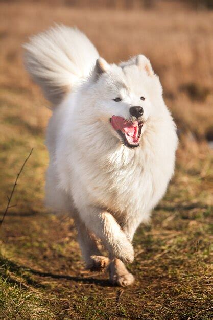 Premium Photo White Fluffy Samoyed Dog Puppy Is Running Outside