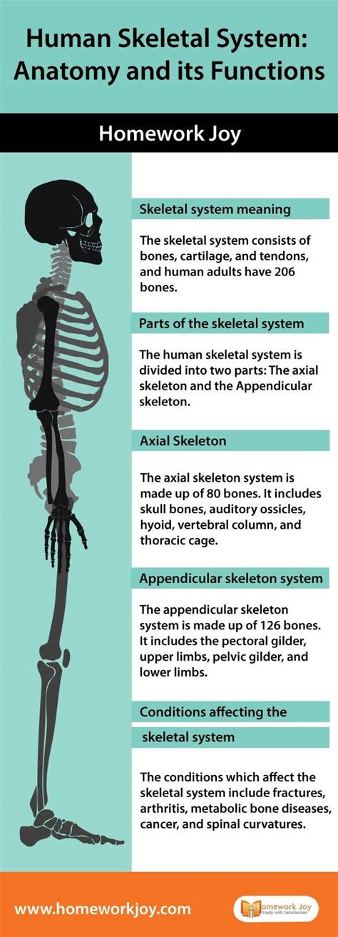 Human Skeletal System Anatomy And Its Functions Homework Joy Human