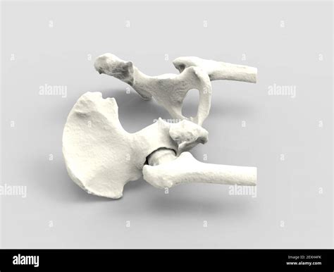 3d Hip Joint High Resolution Stock Photography And Images Alamy