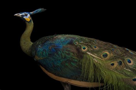 Learn Why Theres More To The Peacock Than Its Famous Tail Find Out