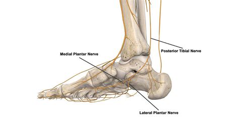 Plantar Foot Anatomy Nerves