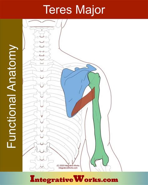 Teres Major Functional Anatomy Integrative Works