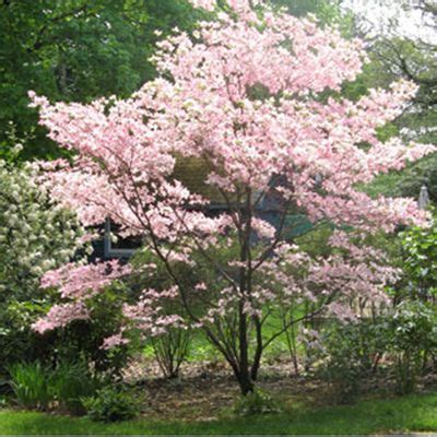 Weeping pagoda is a low maintenance ornamental. dogwoodtest | Trees for front yard, Small ornamental trees ...
