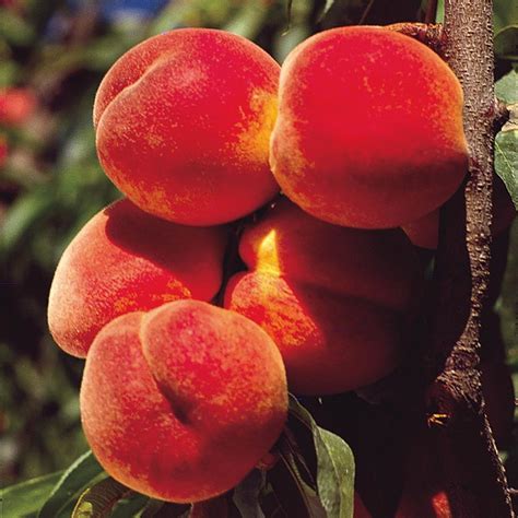 Elberta Peach Tree Gurneys Seed And Nursery Co