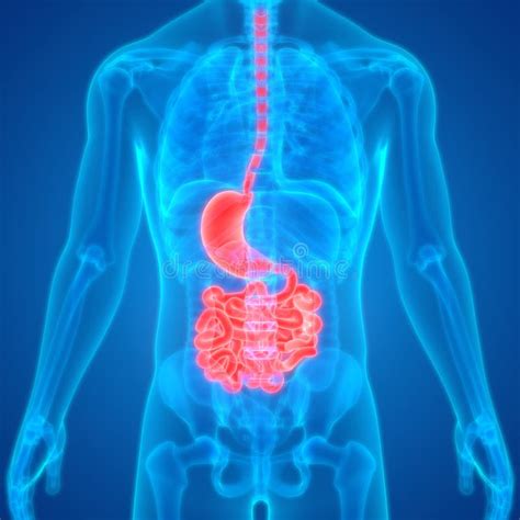Human Body Organs Digestive System Stomach With Small Intestine Anatomy