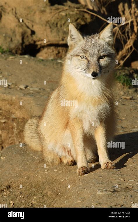 Corsac Fox Sitting Vulpes Corsac Stock Photo Alamy