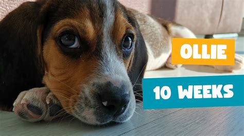 Cute Beagle Puppy 10 Weeks Old A Lot Of Energy Youtube