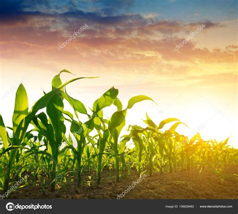 Free Photo Corn Field Corn Crops Dry Free Download Jooinn