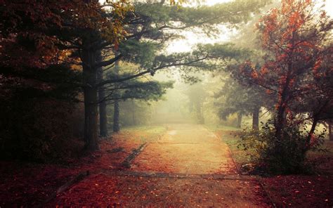 Wallpaper 1400x875 Px Daylight Fall Grass Landscape Leaves Mist