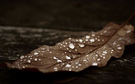 Check Out Dew Drops On Dry Leaves Super Hd Wallpaper We Add Quality