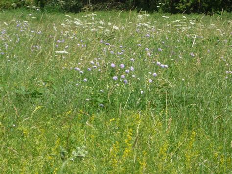 Wild Flower Meadow Grounds Department Blog