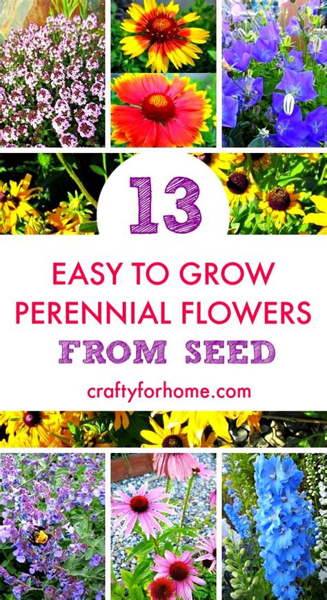 13 Easy To Grow Perennial Flower From Seed Crafty For Home In 2020