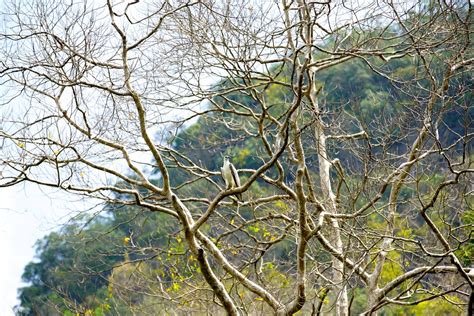 About langkawi's kilim geoforest park. Kilim Geoforest Park Langkawi | Itchy Feet