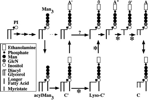 pathway of gpi myristoylation by fatty acid remodeling asterisks download scientific diagram