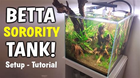 Betta Fish Sorority Tank Setup Multiple Betta Fish Aquarium Youtube