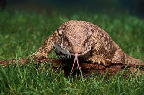 Check spelling or type a new query. Hello . Savannah monitor | Reptiles pet, Monitor lizard ...