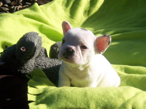 See more ideas about bulldog puppies, bulldog, puppies. French Bulldog Puppies Wallpapers & Pics - Pets Cute and Docile