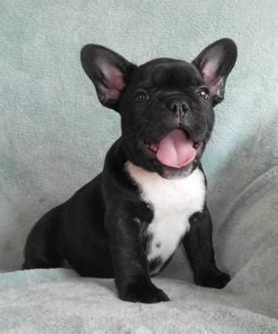 The french bulldog has the appearance of an active, intelligent, muscular dog of heavy bone, smooth coat, compactly built, and of medium or small structure. French Bulldog Puppies ~ Rare Reverse Brindle Available ...