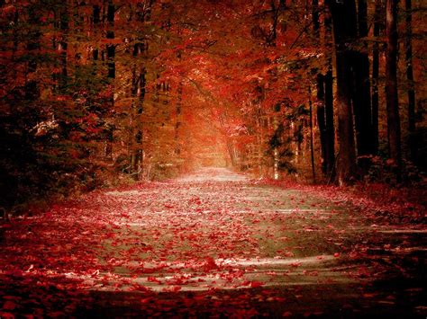 Autumn Road Wallpapers Hd Wallpapers Id 6286