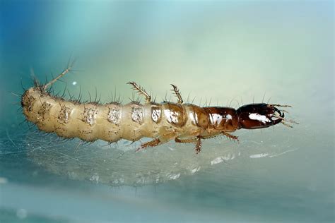 Rove Beetle Larva In The Studio 2 Rove Beetle Larva In Flickr