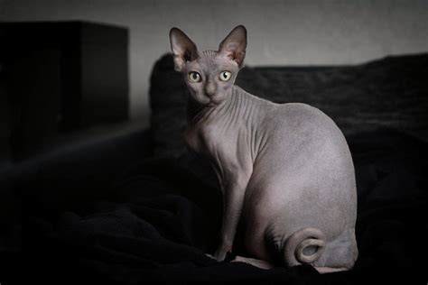 Grey Sphinx Cat Us Pets Love