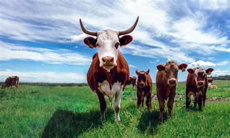 28 Innovative Livestock Farmers Who are Shaping the Future of Protein ...