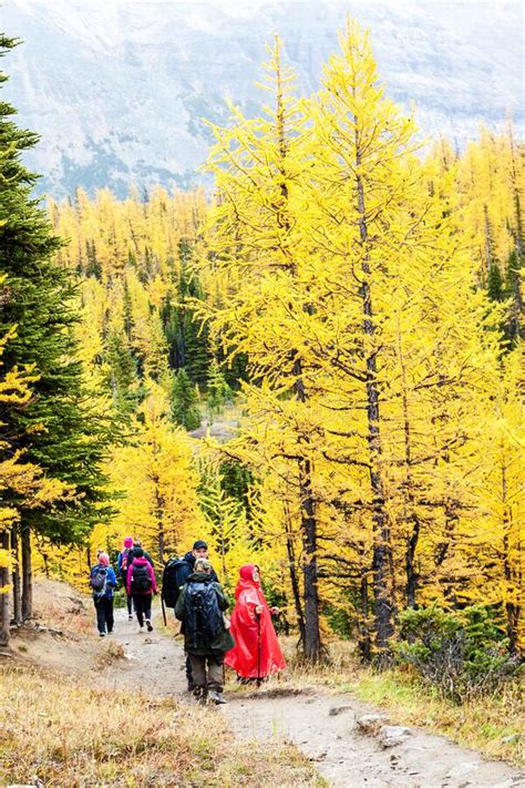 Fall Hiking To See The Golden Larch In The Canadian Rockies Editorial