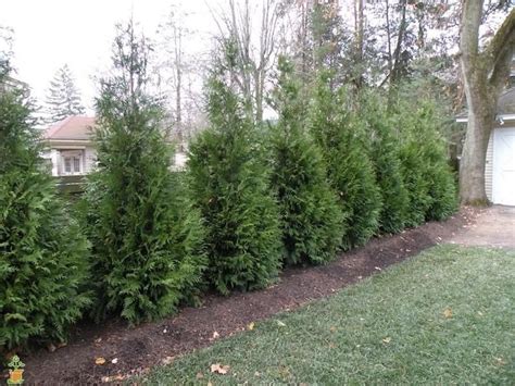 thuja green giant arborvitae privacy trees fast growing privacy trees privacy landscaping