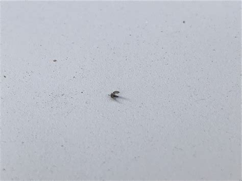 Thousands Of These Tiny Flies Have Appeared On My Acacia Limelight