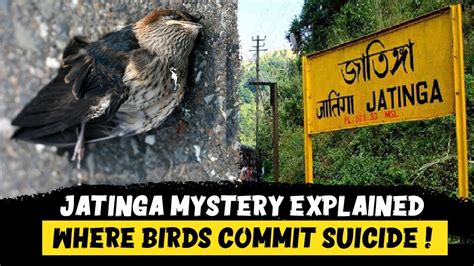 Jatinga Bird Mystery Revealed Birds Suicide In Assam जतिंगा का