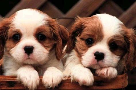 Cute Puppy Pictures Wallpaper ·① Wallpapertag