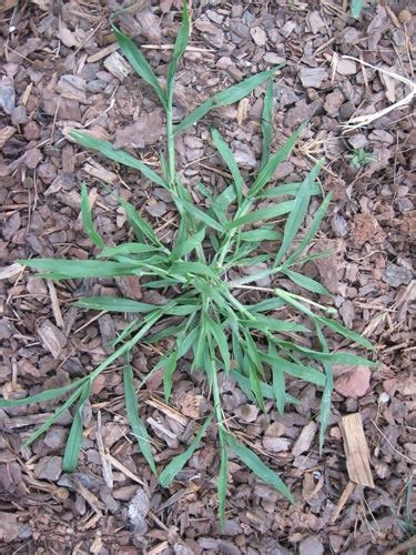 Treatment For Summer Grassy And Broadleaf Weeds Merrifield Garden Center