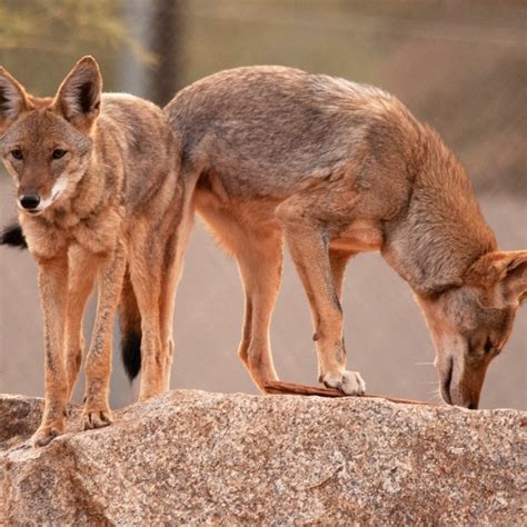 What You Should Know About Phoenix Zoo's Reopening This September