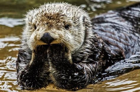 21 Funny Pictures Of Otters Sea Otter Otters Animals Beautiful