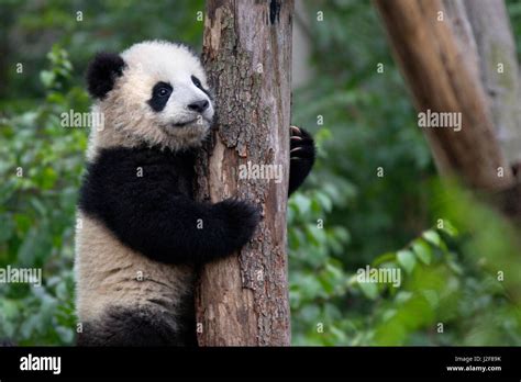 Download Free 100 Baby Pandas Climbing Trees Wallpapers