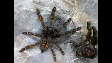Rehousing Our Psalmopoeus Irminia And Care Youtube
