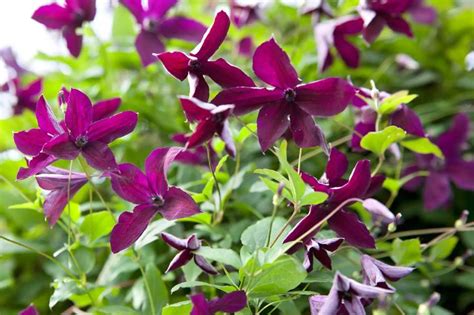 Climbers For A Shady Wall Or Fence Wall Climbing Plants Climbing