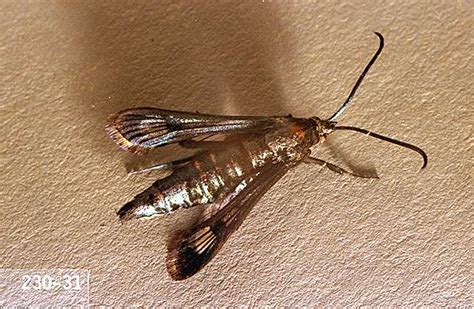 Insects that attack trees come in many sizes and shapes. Cherry-Peachtree borer | Pacific Northwest Pest Management ...