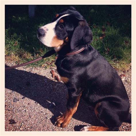 The molosser was a popular war dog for ancient armies and. Great swiss senne mountain dog | Swiss mountain dogs ...