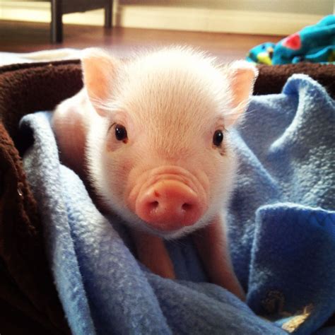 Wondering if mini pigs are good pets? Teacup piggie | Cows,Pigs,Sheep... | Pinterest