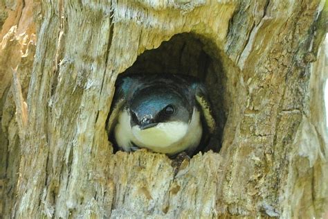 What Is A Cavity Nesting Bird And What Cavities Do They Nest In How