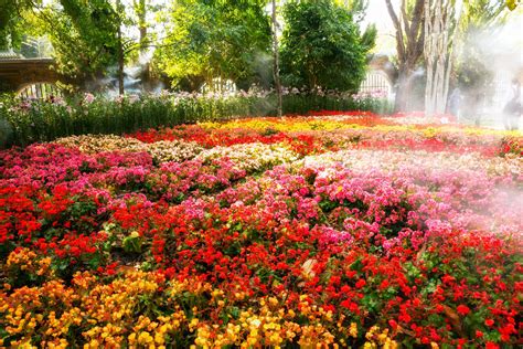 Top 10 Full-Sun Perennials for Michigan Gardens