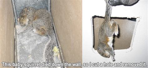 Squirrels In My Ceiling