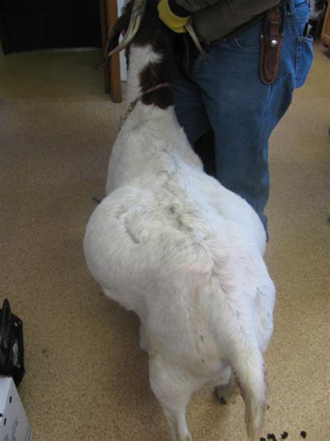 This goat has a bulging midsection, as a result of bloat