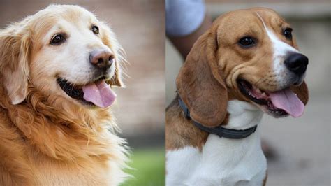 Beago Beagle And Golden Retriever Mix Info Pictures Care And More