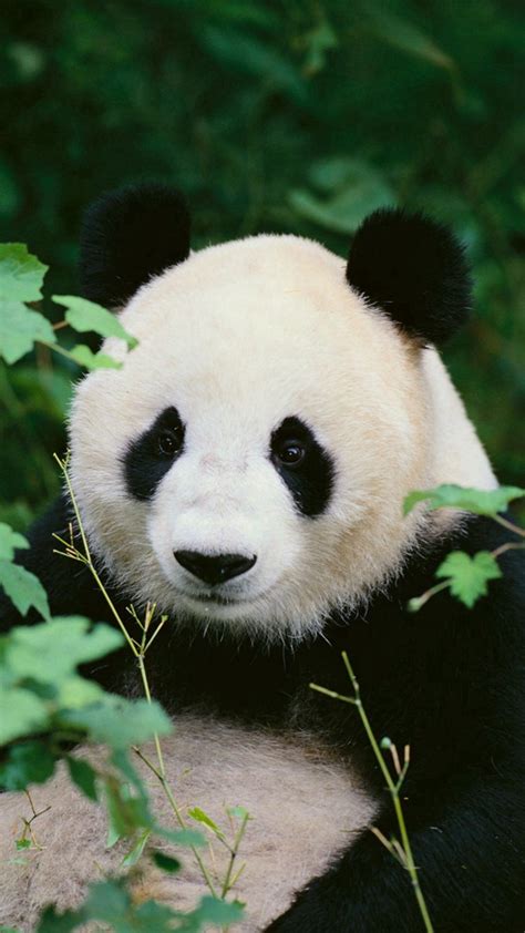 Baby Panda Bear Wallpaper 57 Images