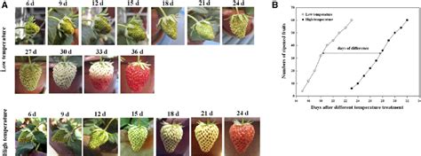 They can be grown successfully in a wide variety of soils from sandy soils to silty clay but will grow best in a deep, well draining loam rich in organic matter. Effect of temperature on strawberry fruit development and ...